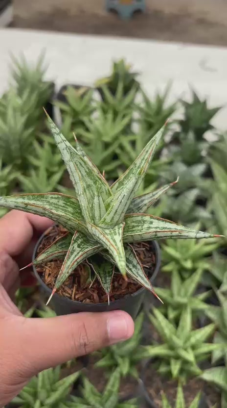 aloe sansevieria Sansevieria Lawang