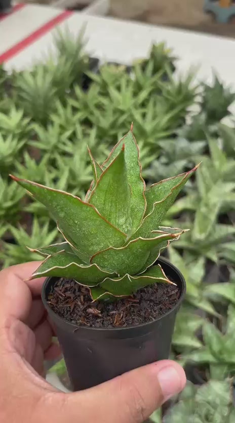 Sansevieria Aya