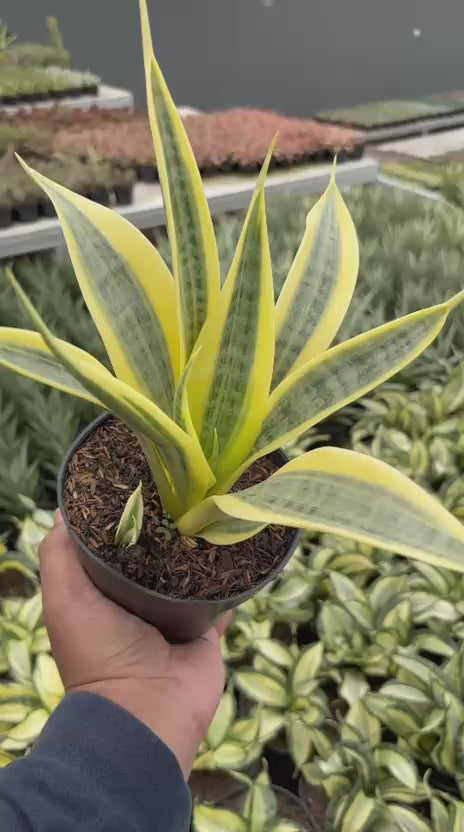 Sansevieria trisfaciata yellow trip