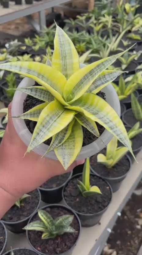 Sansevieria Spyder Aurea variegated
