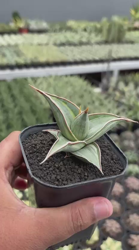Sansevieria Pingui Embos variegated