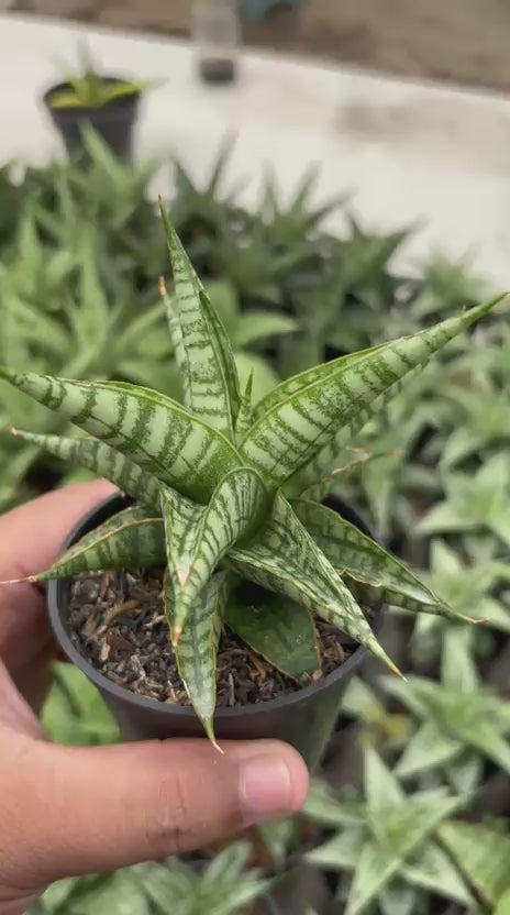 Sansevieria Aff Sindoro