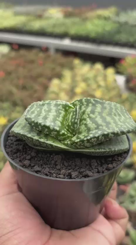 Gasteria Tiger Spot – Succulentasia