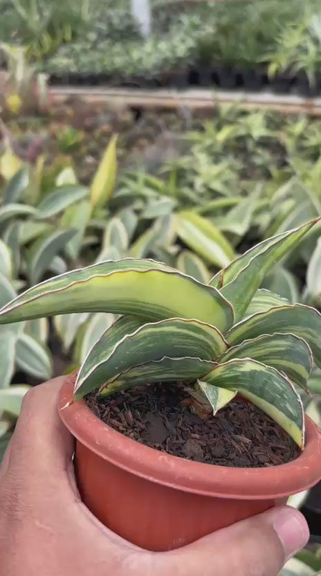 sansevieria robusta green Sansevieria Robusta Dwarf Variegated Yellow