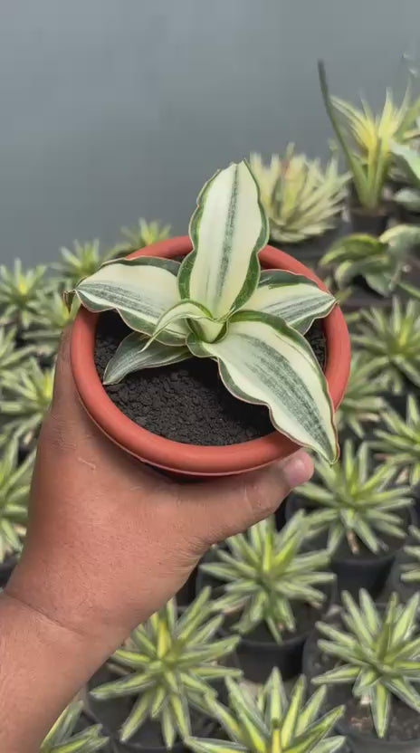 Sansevieria Silver Rose Variegated – Succulentasia