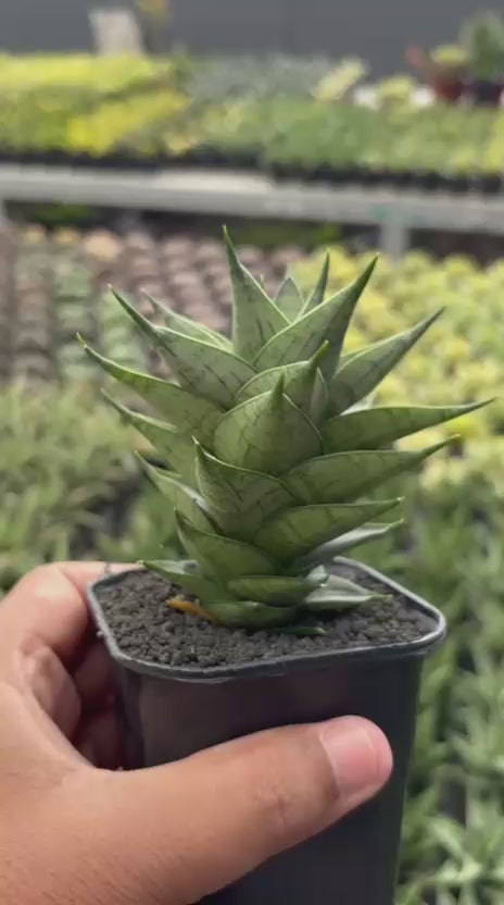 Sansevieria Zora