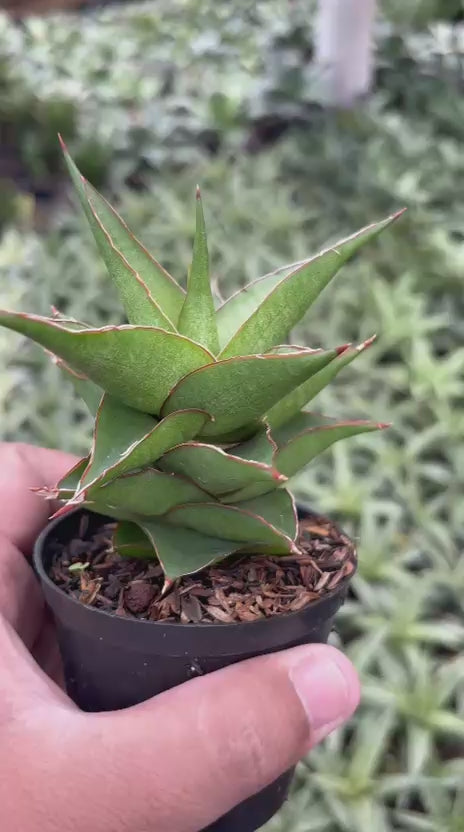 Sansevieria Luna