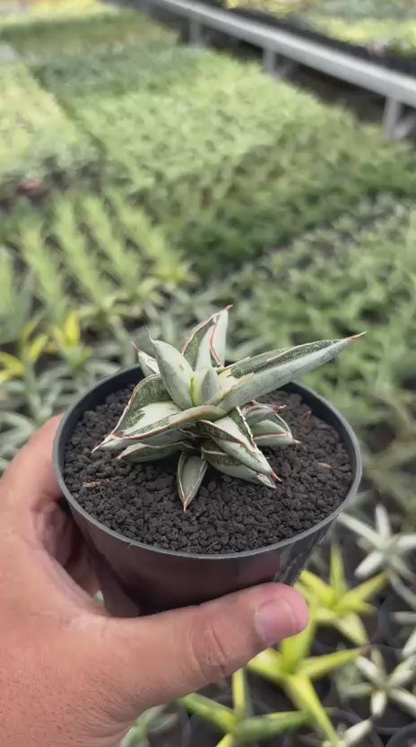 Sansevieria Silverclone mediopicta