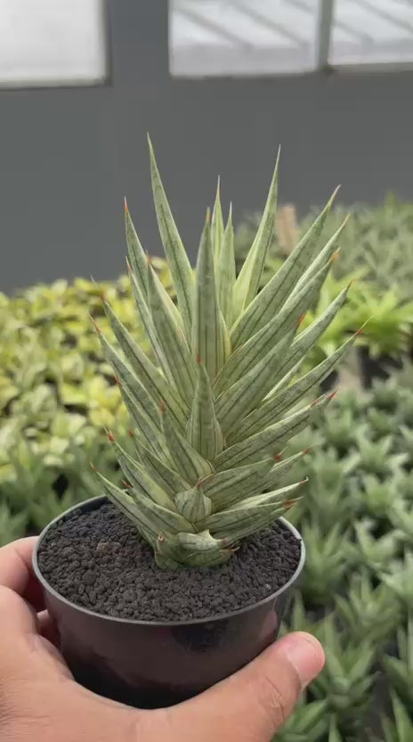 Sansevieria francisi variegated white