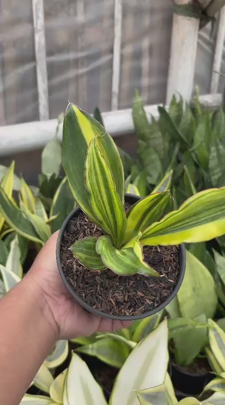 Sansevieria Conshina Variegated