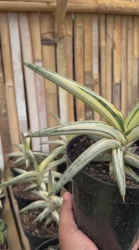 Sansevieria Blue Clone Variegated White
