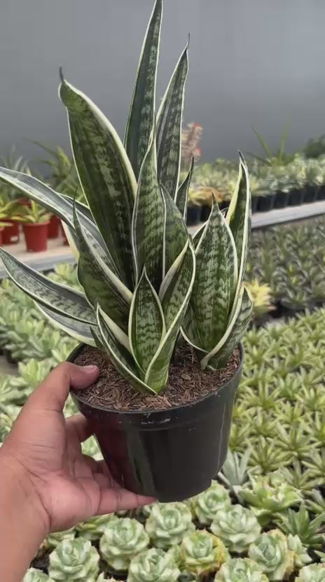 Sansevieria Trifasciata White Twisty