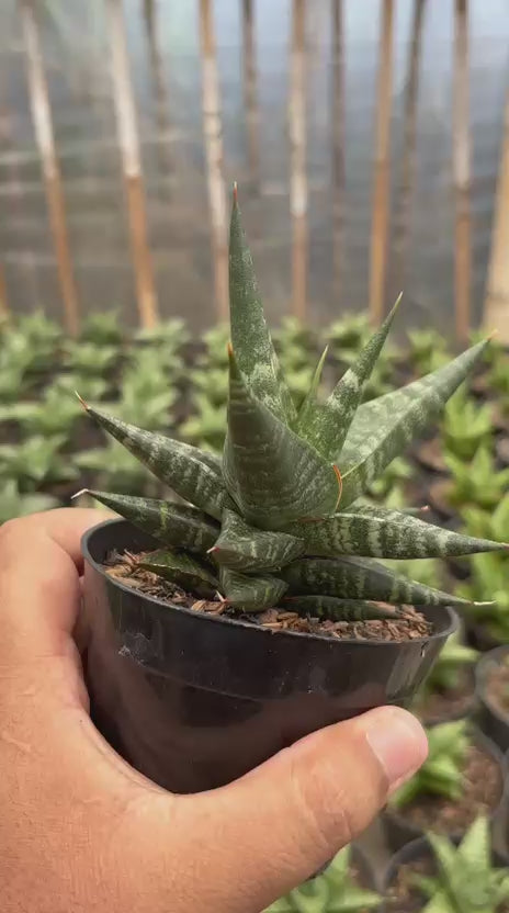 Sansevieria Blorong Hybrid
