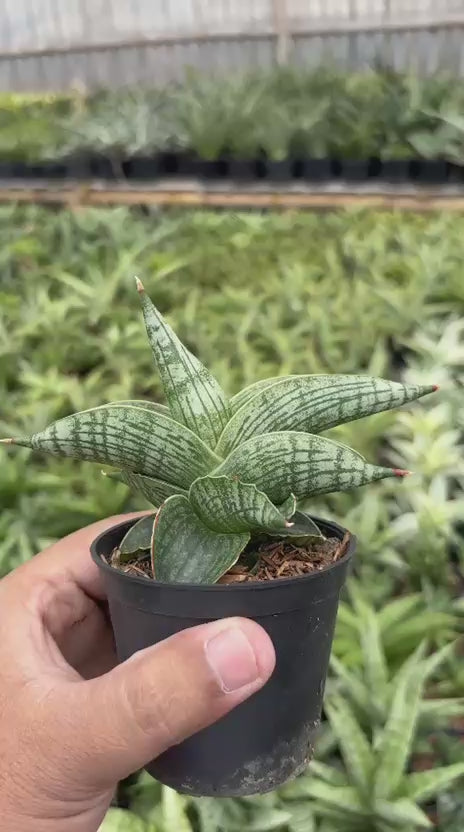 Sansevieria Macho