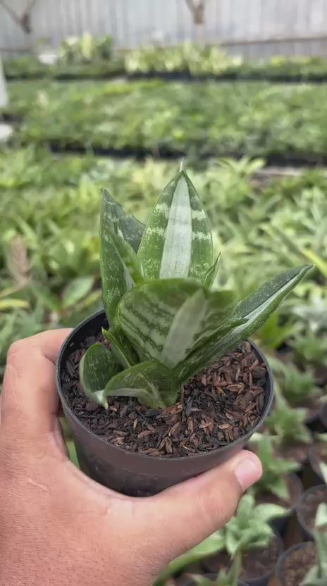 Sansevieria Hahnii Sticker