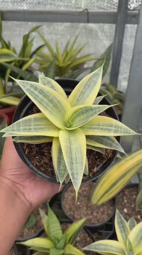Sansevieria  Ngalembono Variegated