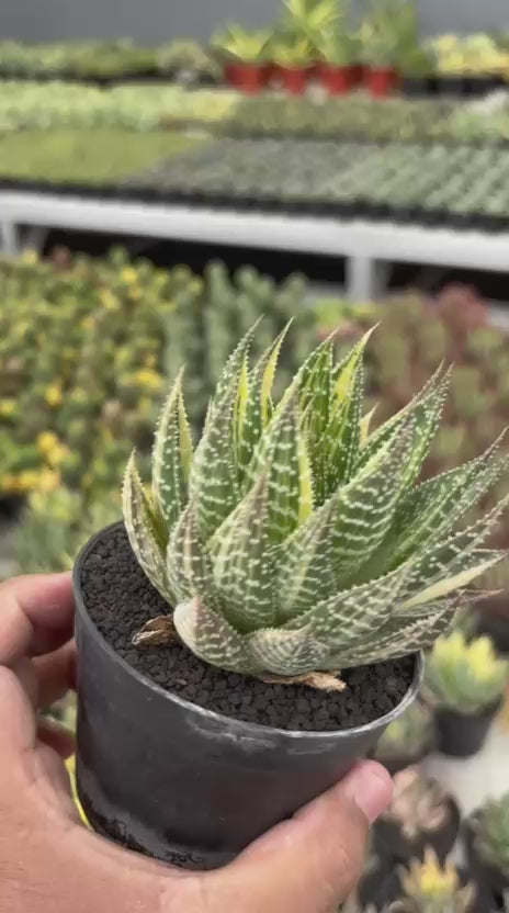 Gastrolea Beguinii Yellow Variegated