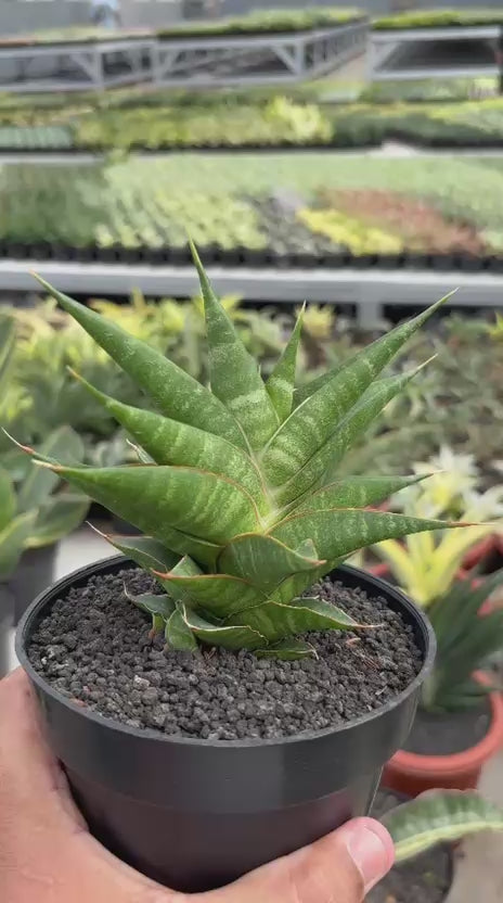 Sansevieria Sky Fire