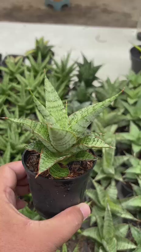 Sansevieria galaxy