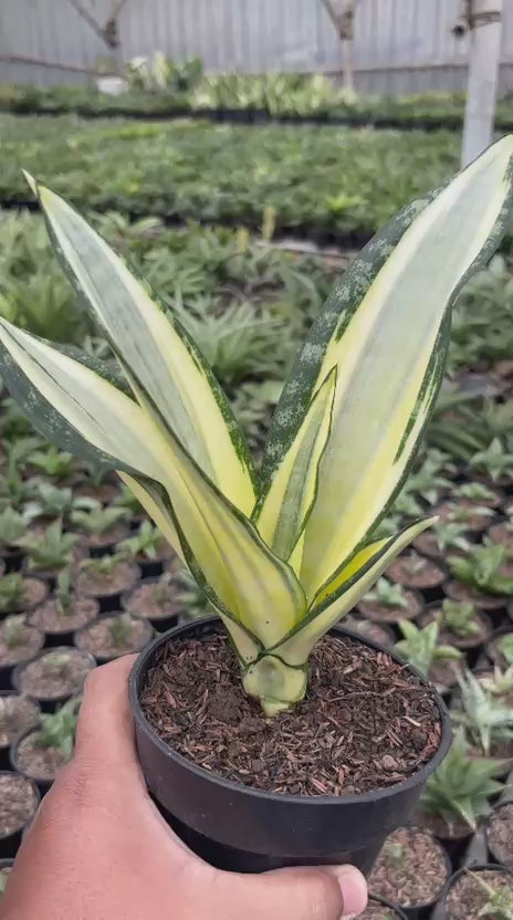sansevieria futura hendrika