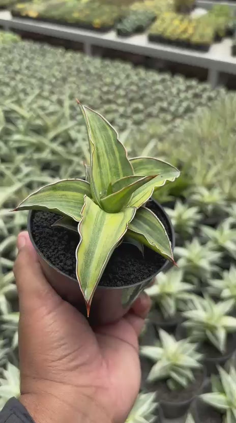 blue leaf indoor plant Sansevieria Blue Leaf
