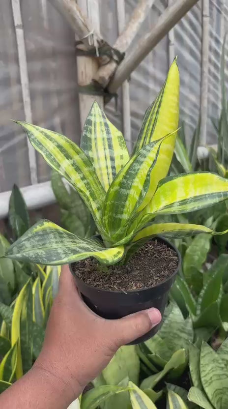 Sansevieria Futura Variegated – Succulentasia