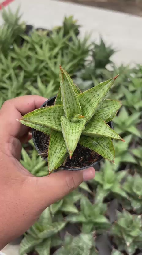 Sansevieria Liwa