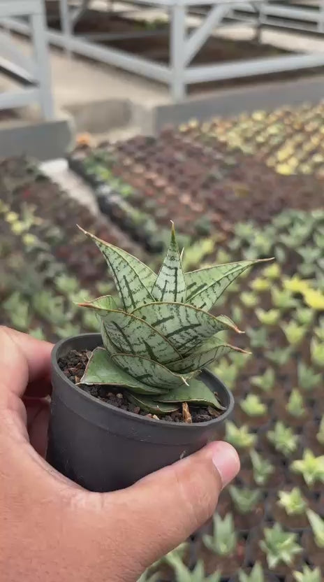 Sansevieria Kaisar