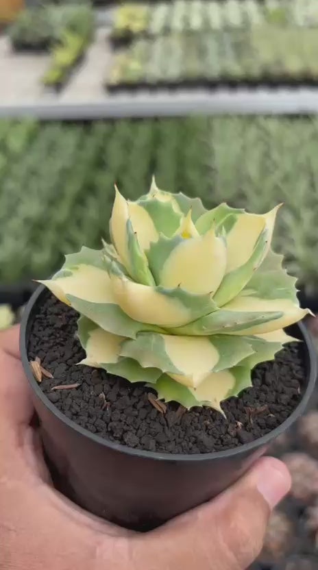 Agave Ohi Raijin Shiro Nakafu Yellow Variegated