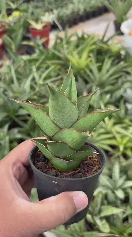 Sansevieria Armanu