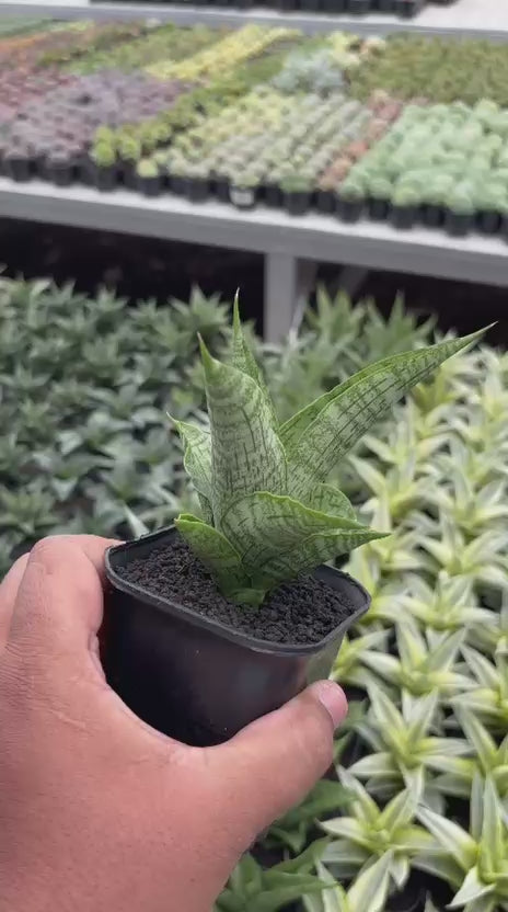 Sansevieria legacy