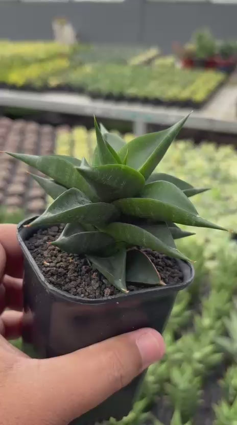 Sansevieria ghozila