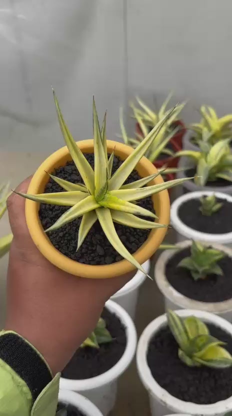 Sansevieria Bulnotoc Variegated Yellow