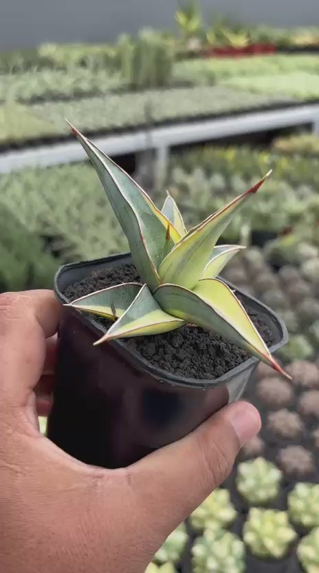 Sansevieria Johannesburg Variegated – Succulentasia