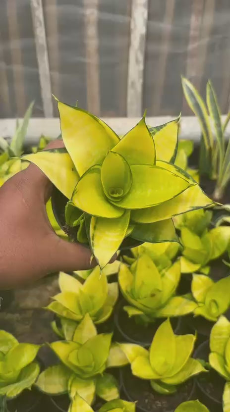Sansevieria Hahnii Philippine Gold
