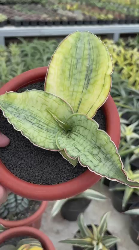 Sansevieria Silver Blue Variegated