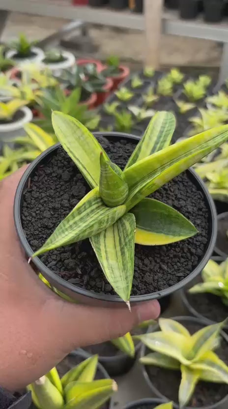 Sansevieria Marsha Anjani Variegated