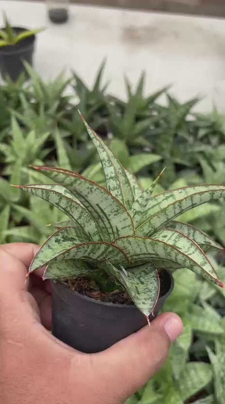 Sansevieria Joshepin x Personi Basebal