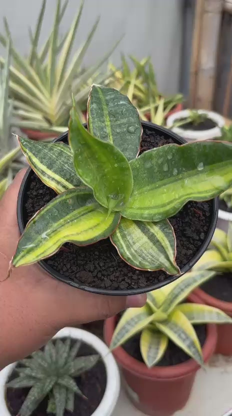 sansevieria Black Rose Variegated