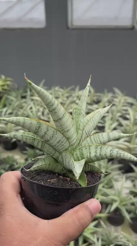 snake plant ice cubes Sansevieria Anjani Blue Ice NGIPAS – Succulentasia