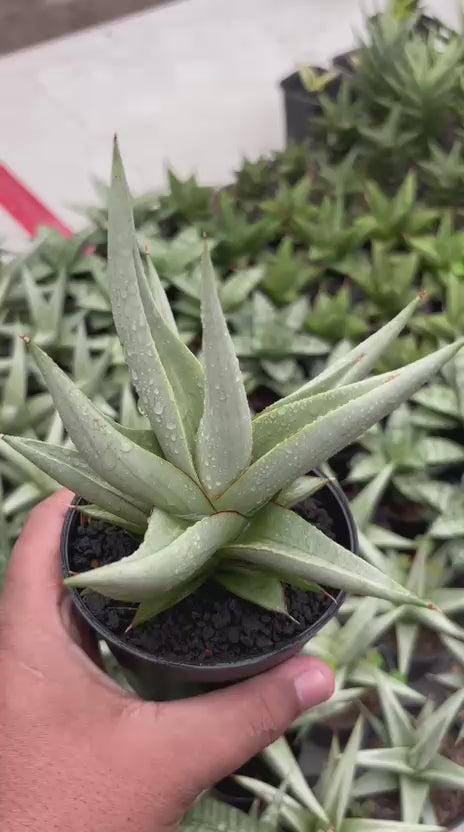 Sansevieria Chanin Thorut