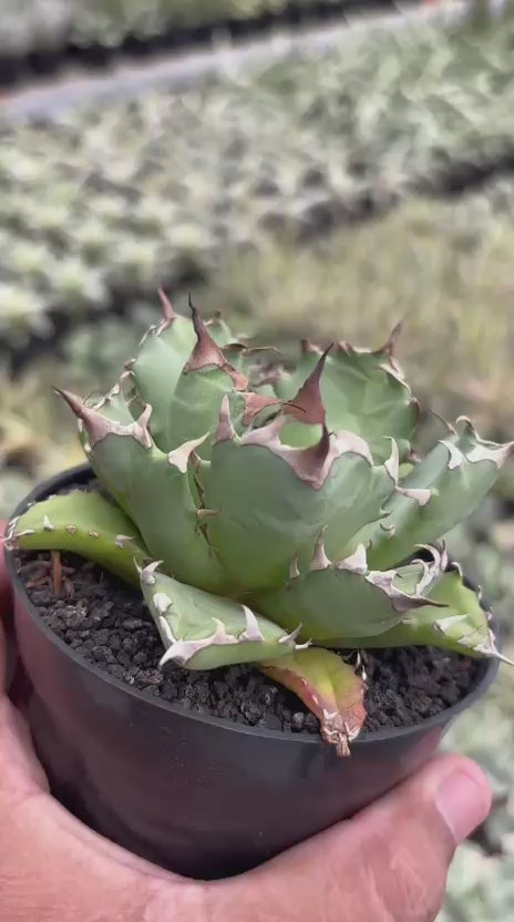 Agave Titanota Dwarf – Succulentasia