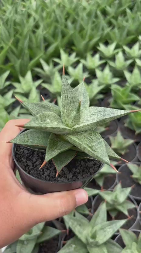 Sansevieria Dulcis