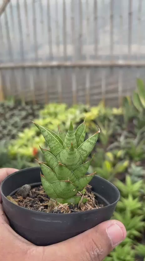 Sansevieria Pagoda Hybrid