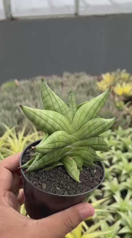 Sansevieria  viena