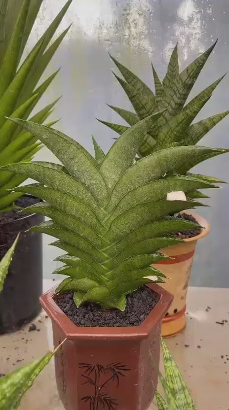 Sansevieria Larisa