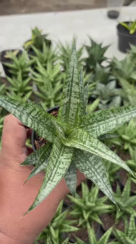 Sansevieria Gepeng