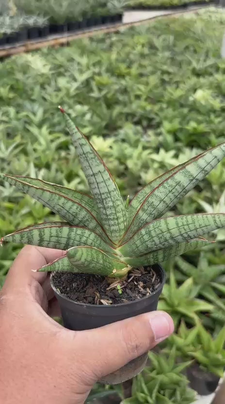 Sansevieria Anjani Blue Ice