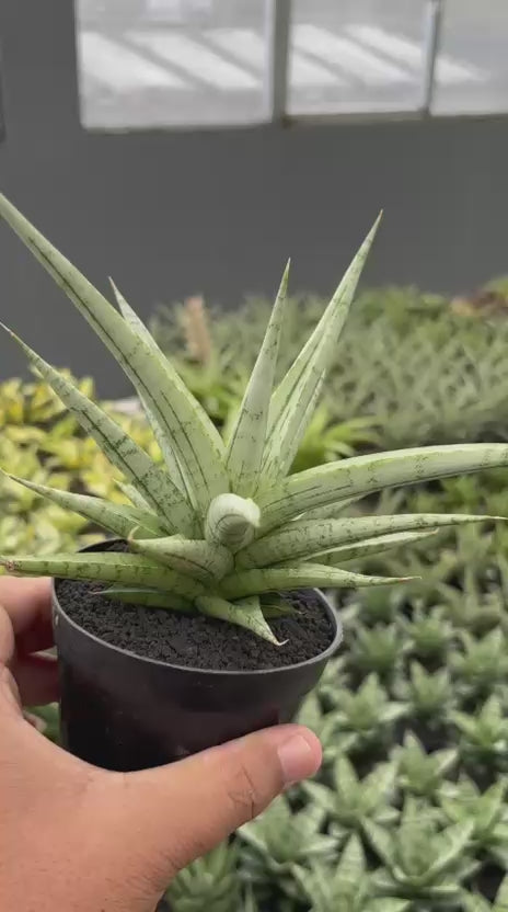 Sansevieria Cinta