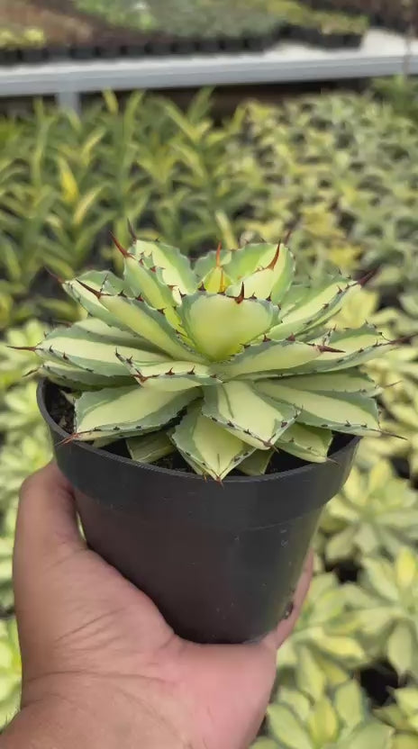 Agave Istismensis Mediopicta Variegated – Succulentasia